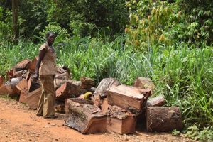 Read more about the article “Our Forest is Disappearing at an Alarming Rate” Cross River REDD+ Communities Send SOS