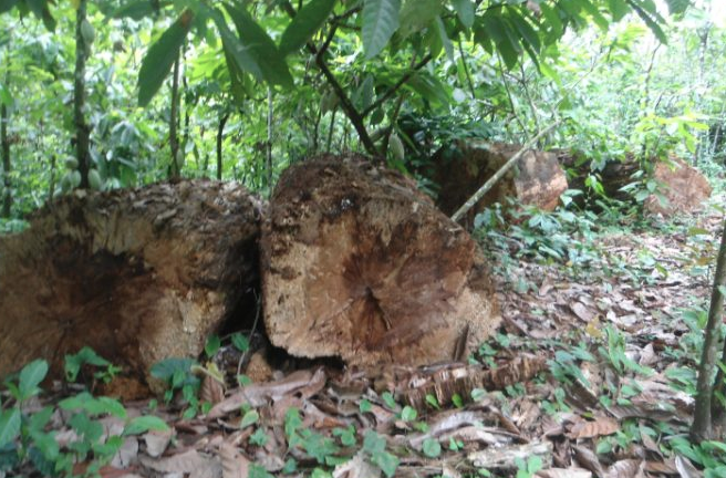 Read more about the article Groups Seek Review Of Policies Threatening Cross River Forests-Thewill