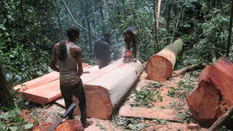 Read more about the article Cross River loses 4000km2 of forest cover in 2 decades-TheOracle