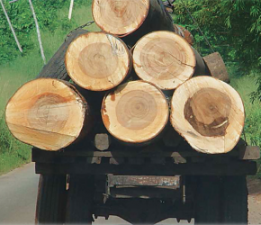 Read more about the article Conference laments lack of political will to end deforestation in Cross River