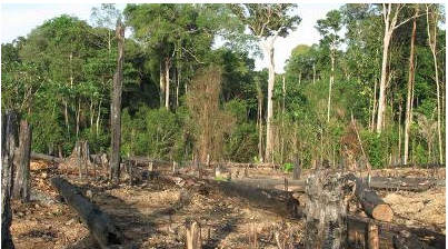 Read more about the article Environmentalists Condemn Spate Of Forest Degradation In Cross River