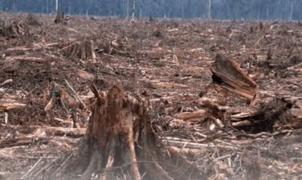 Read more about the article Stakeholders call for concerted effort to address deforestation in C’River