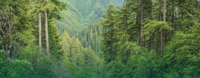 Read more about the article Media Statement: An Urgent Call to the Cross River State Government to Protect the State’s Environment and Forests