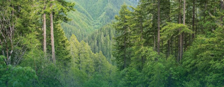Media Statement: An Urgent Call to the Cross River State Government to Protect the State’s Environment and Forests